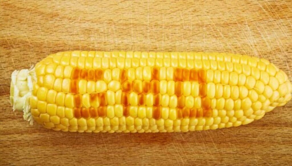gmo-corn-web-702x336