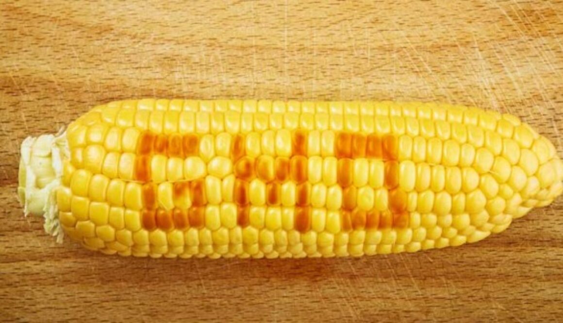 gmo-corn-web-702x336