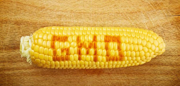 gmo-corn-web-702x336 gmo-corn-web-702x336