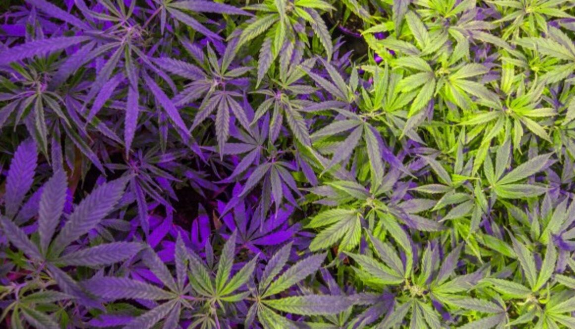 grow-lef-hps-5-702x336