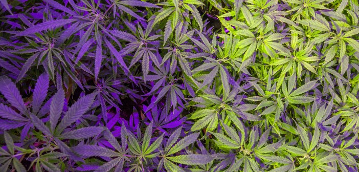 grow-lef-hps-5-702x336 grow-lef-hps-5-702x336