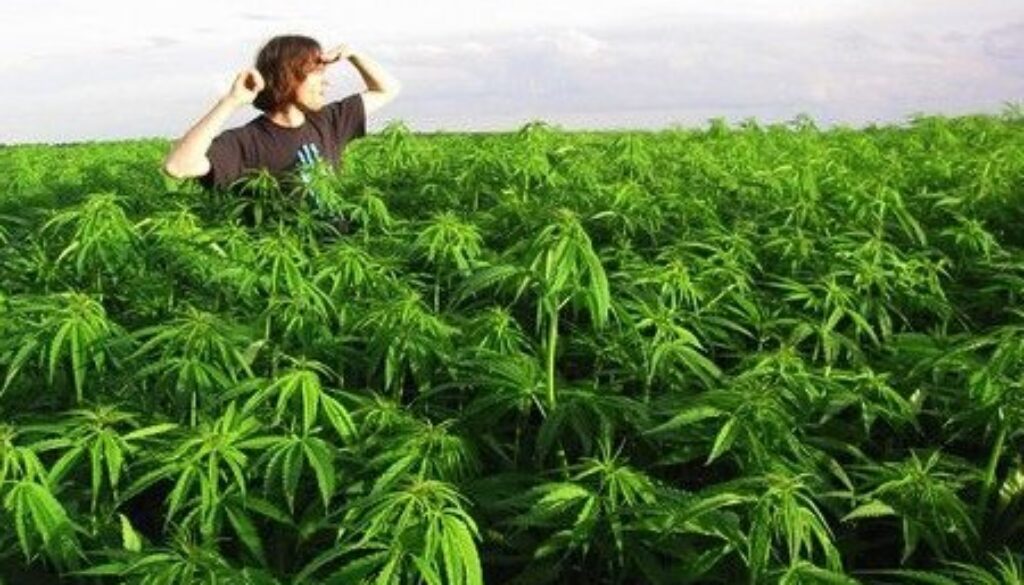 legalize-marijuana-california-environment.jpg.600x315_q90_crop-smart