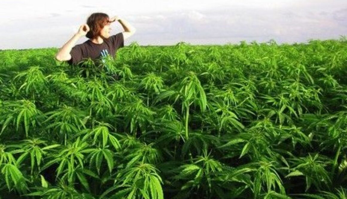 legalize-marijuana-california-environment.jpg.600x315_q90_crop-smart