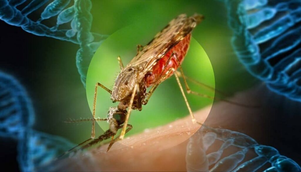 mosquito_gene-min-1024x441