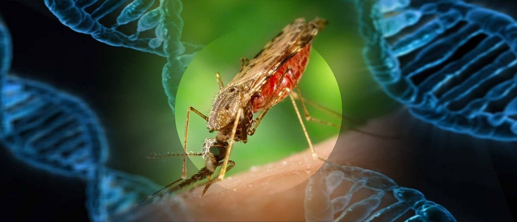 mosquito_gene-min-1024x441 mosquito_gene-min-1024x441