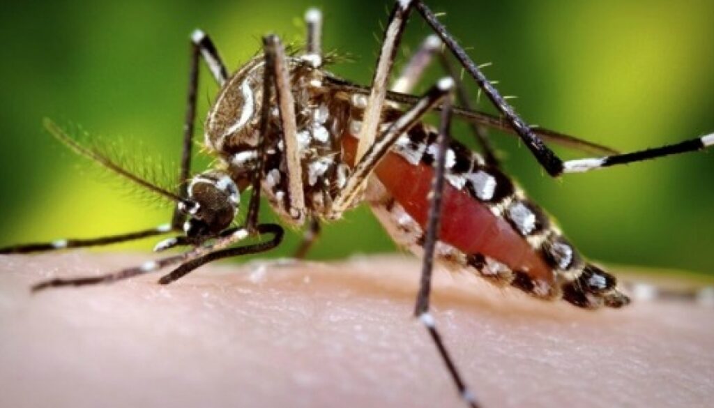 denguemosquito-a_1