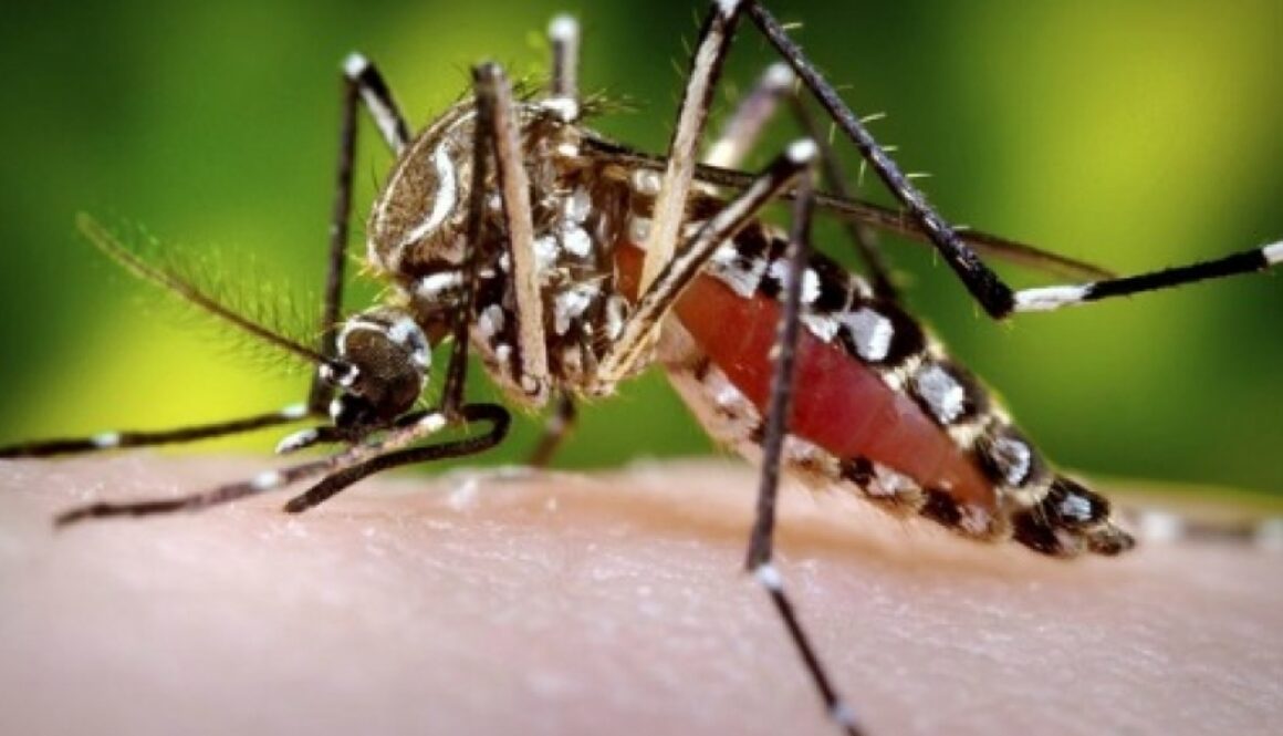 denguemosquito-a_1
