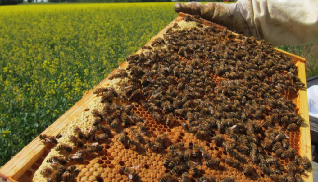 bees1