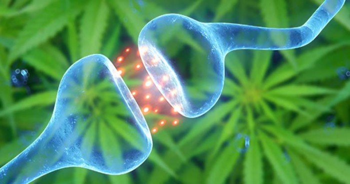 All-Cannabis-Use-is-Medicinal-700x368