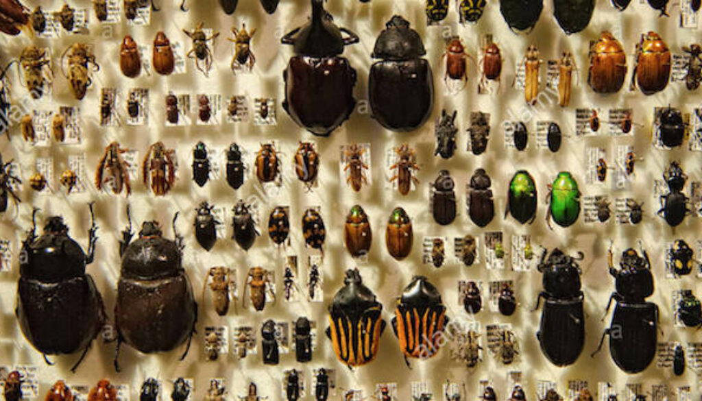 Insects-on-Display