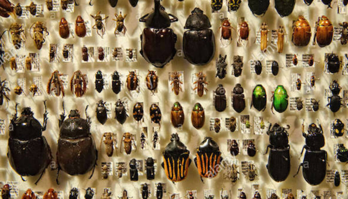 Insects-on-Display