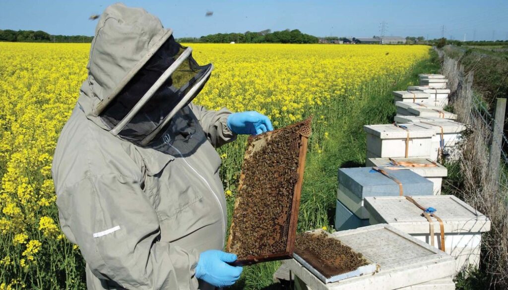 antibiotics bees