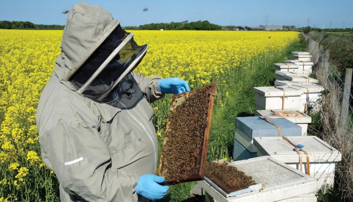 antibiotics bees