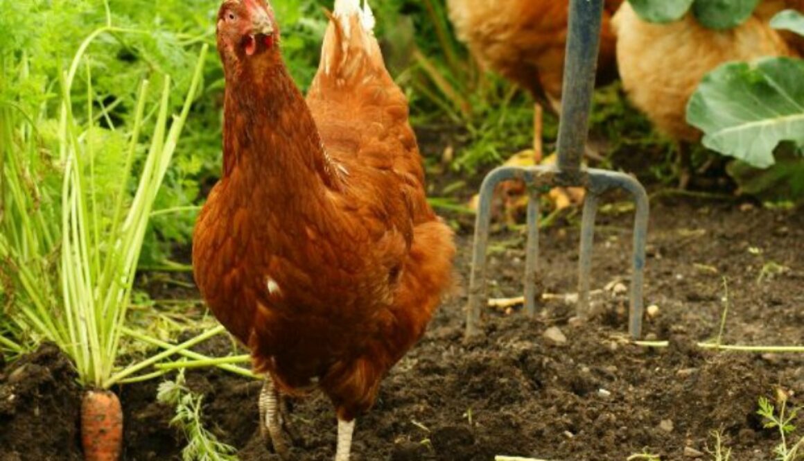 homesteading-blogs