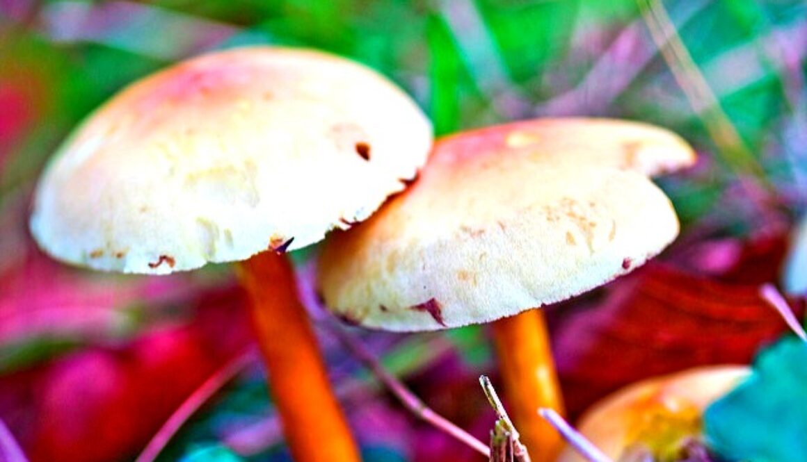 magic mushrooms