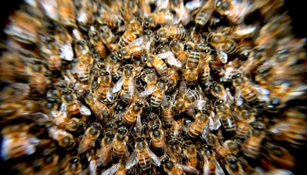bees-276190_960_720-700x467