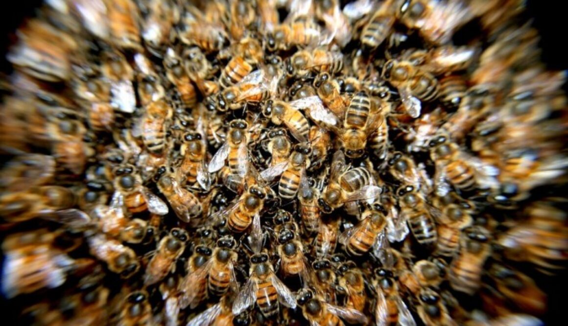bees-276190_960_720-700x467