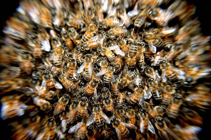 bees-276190_960_720-700x467 bees-276190_960_720-700x467