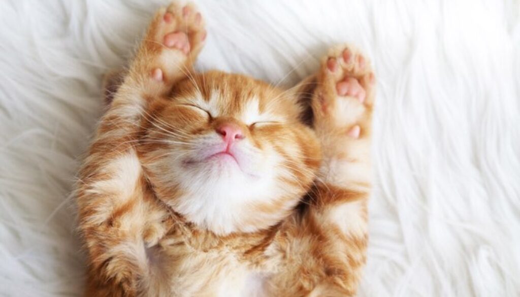 cat purring