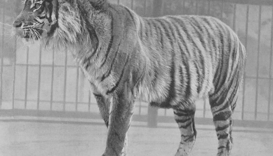 776px-Java_Tiger