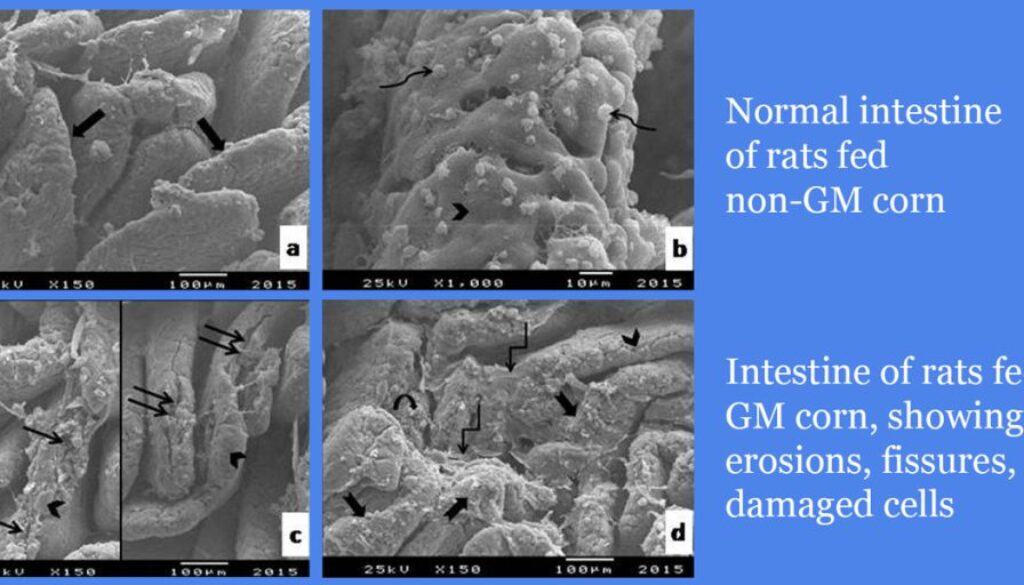 intestine_of_rats_fed_gm_corn_showing_erosions_fissures_damaged_cells_1200x600-1