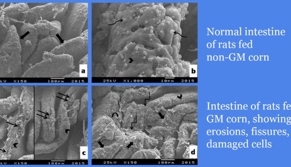 intestine_of_rats_fed_gm_corn_showing_erosions_fissures_damaged_cells_1200x600-1