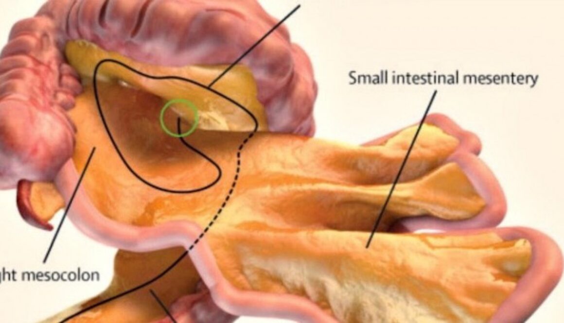 mesentery-web_1024-1-768x402