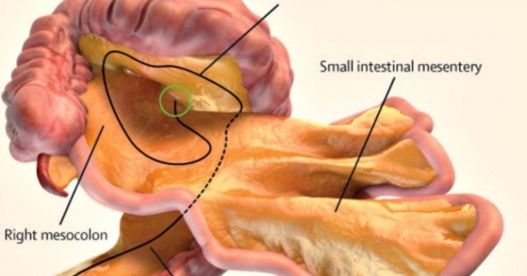 mesentery-web_1024-1-768x402 mesentery-web_1024-1-768x402