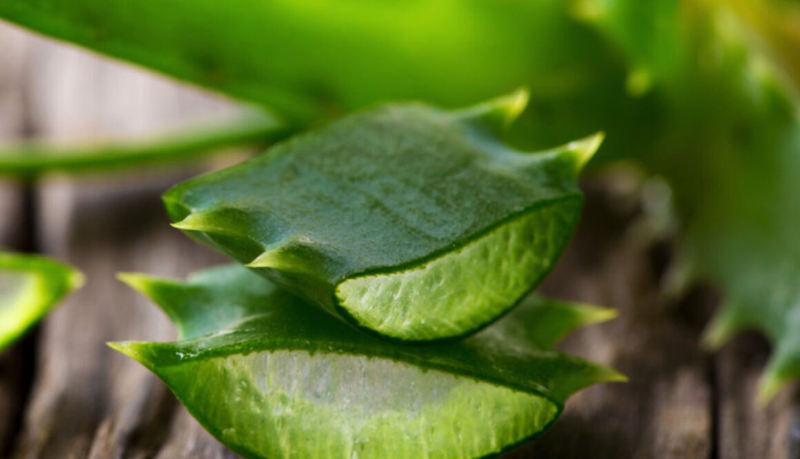 aloe-1