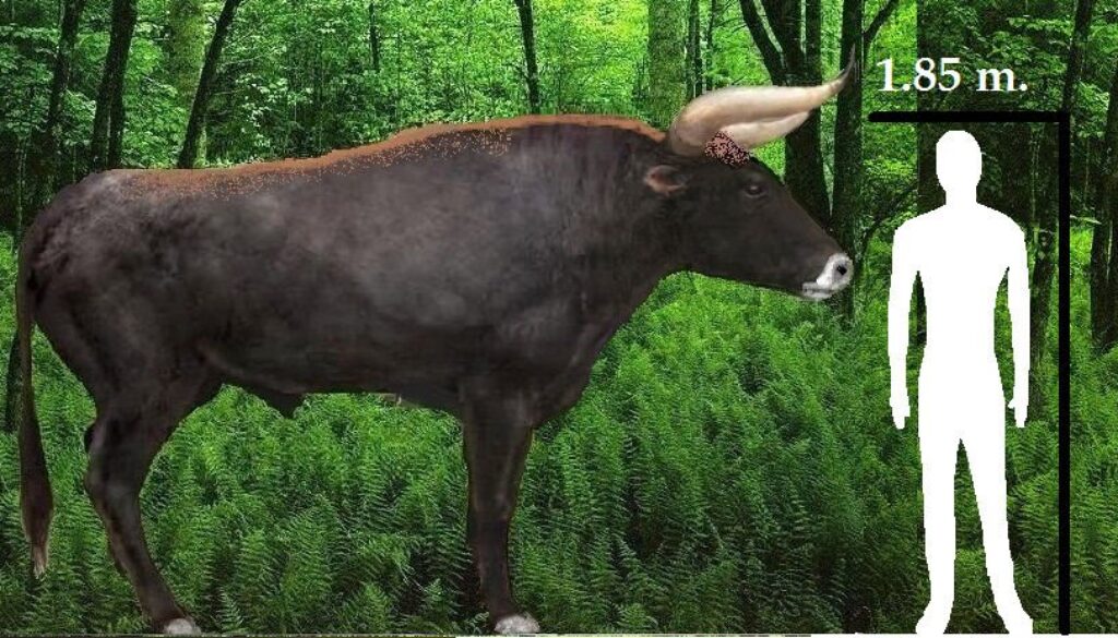 aurochs