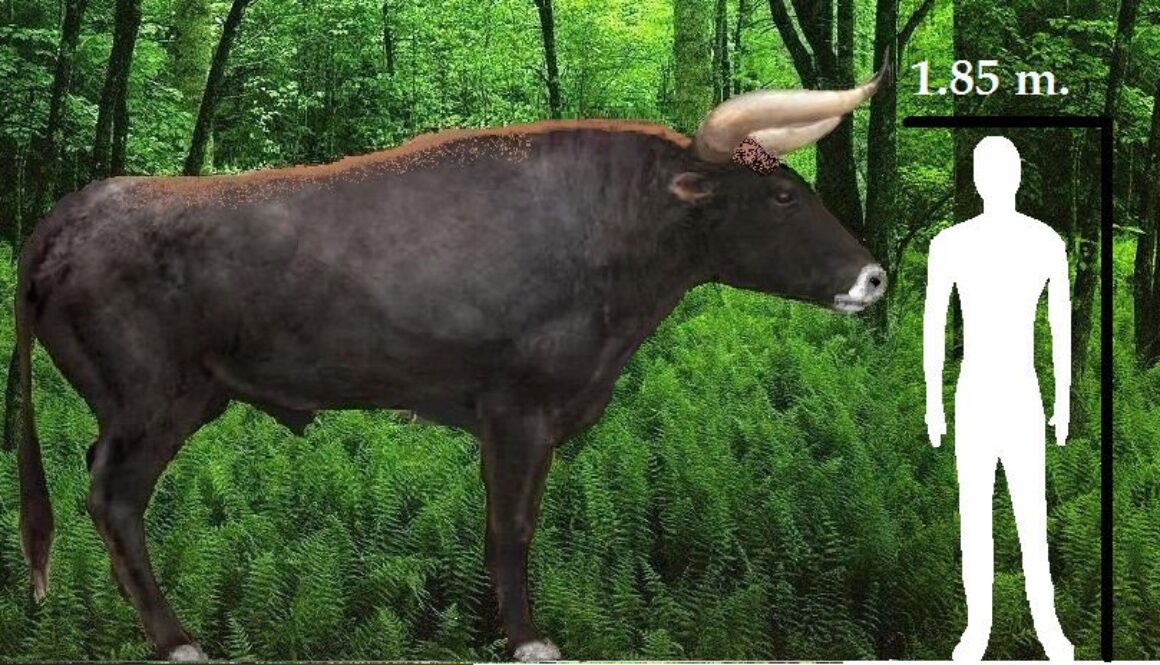 aurochs