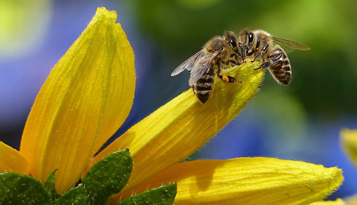 bee-1575236_960_720
