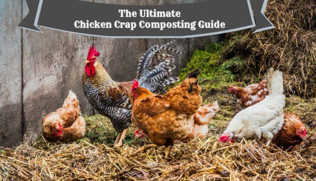 chicken-crap-768x472