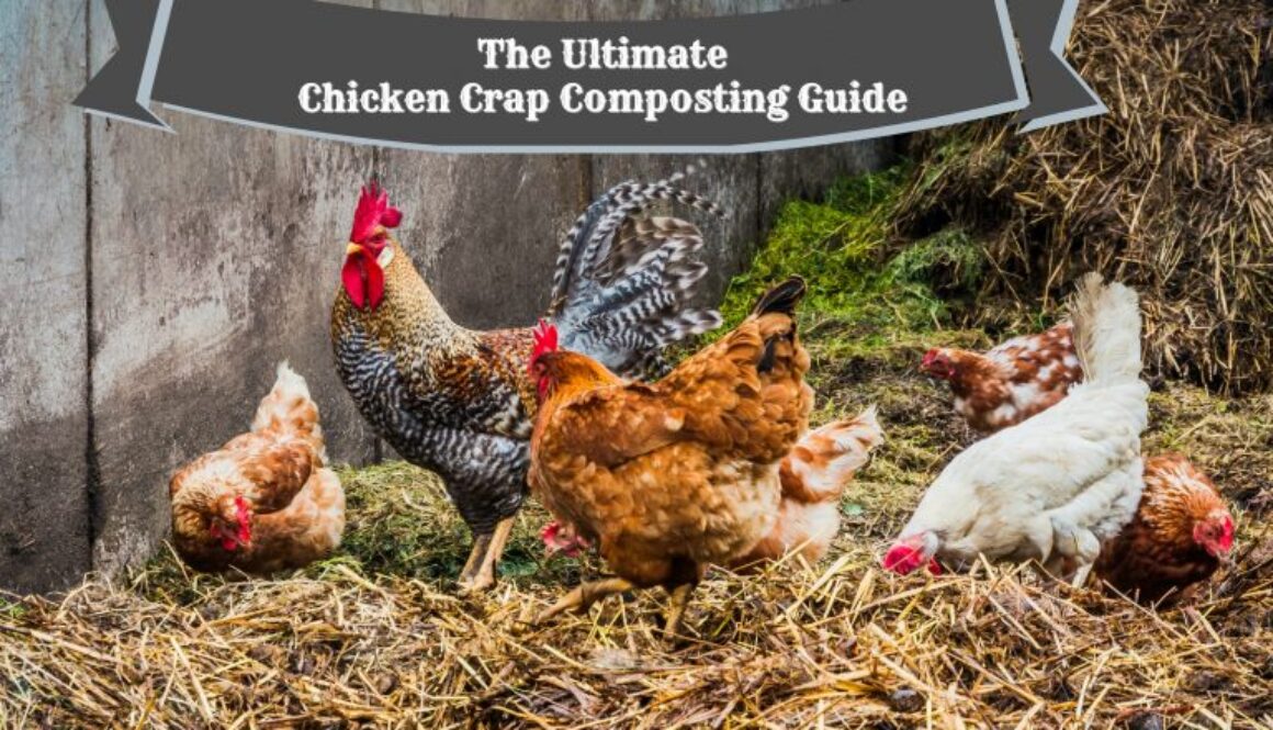 chicken-crap-768x472