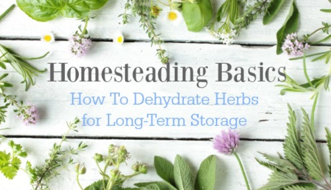 dehydrating-herbs-for-storage