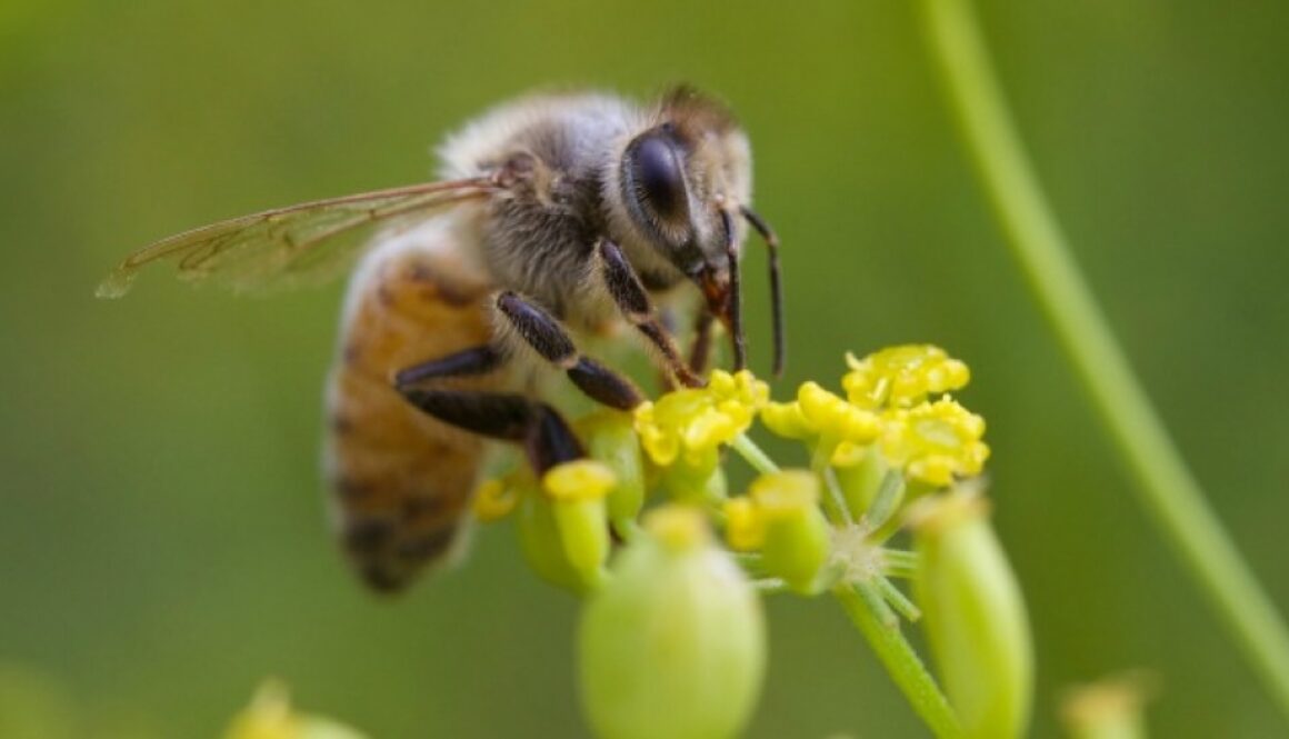 epafailsbees