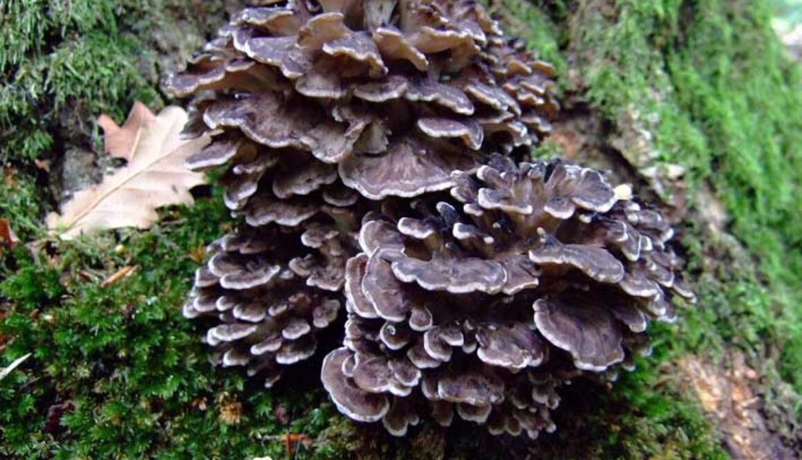 grifola-frondosa-maitake
