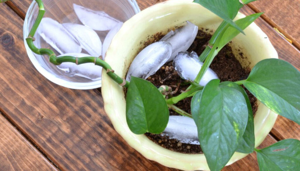 icecubehouseplant