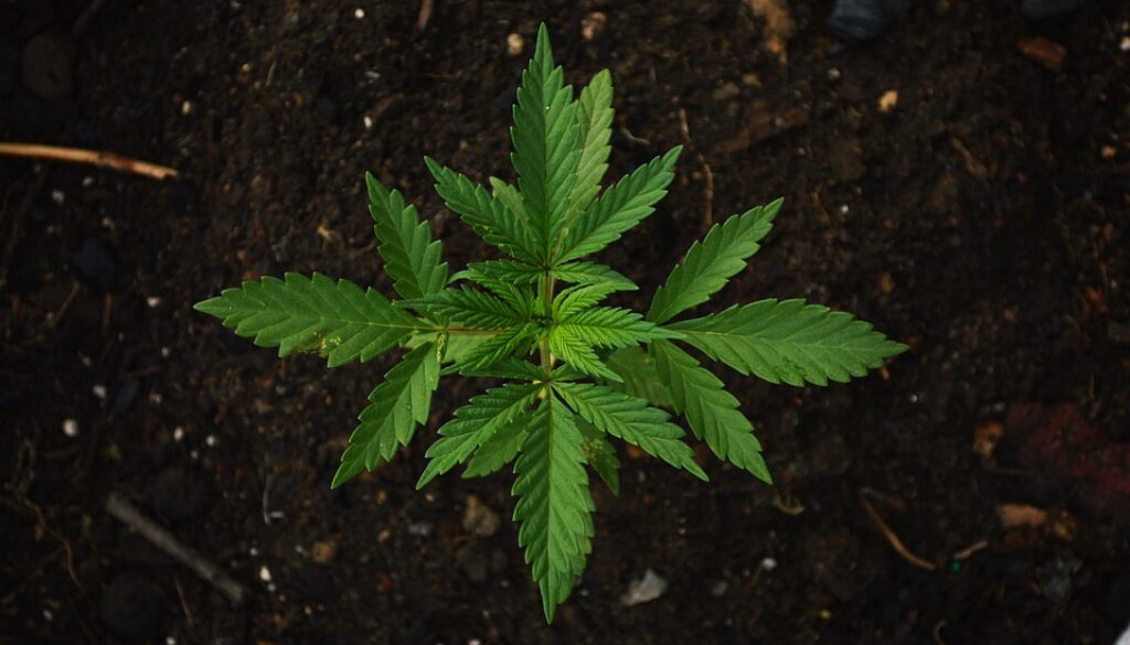 marijuana south carolina