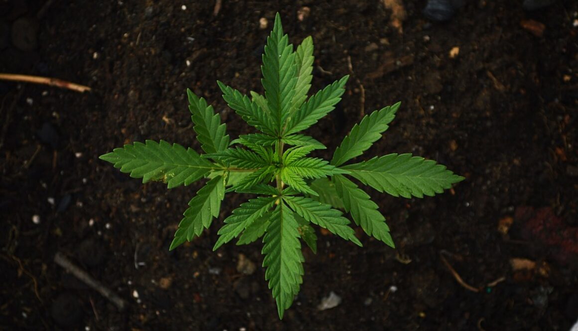 marijuana south carolina