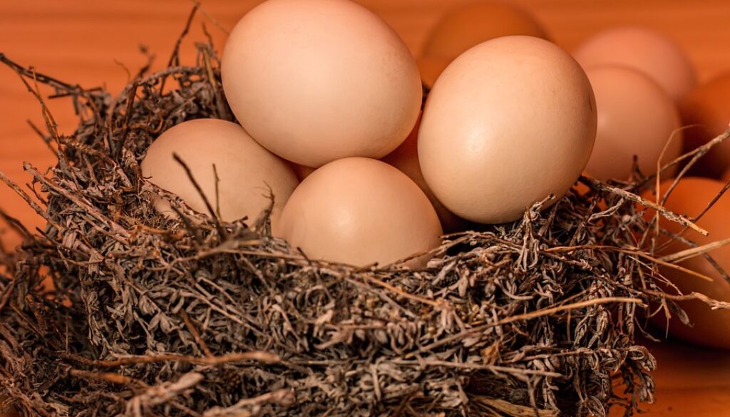 Healthy Eggs