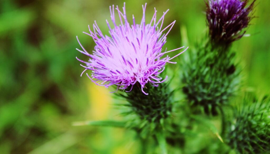 plants-1039039_960_720