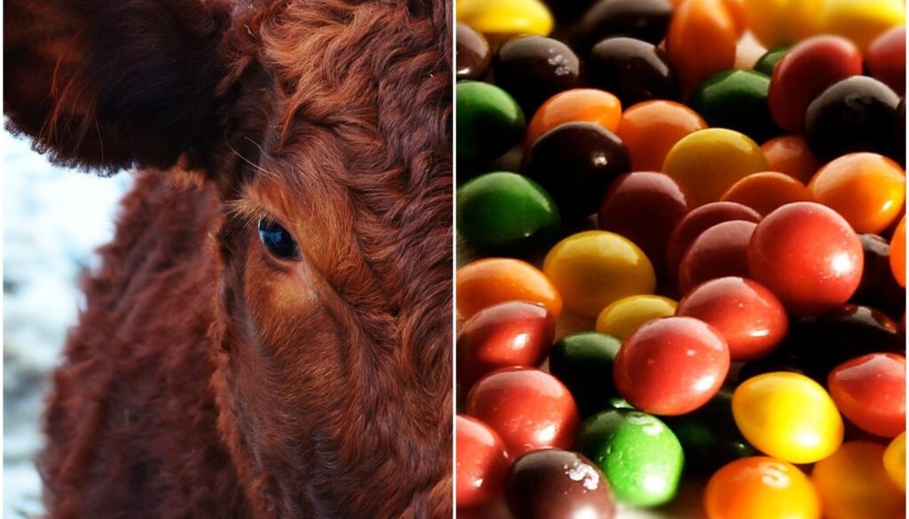 skittles cattle