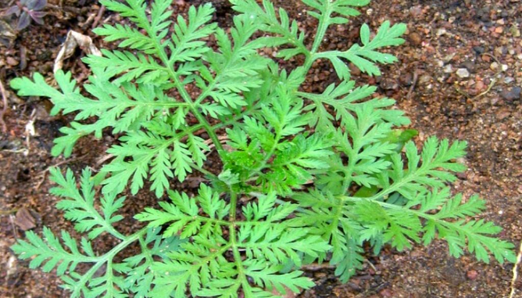 Artemisia annua chinese wormwood kills cancer
