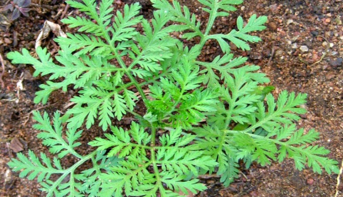 Artemisia annua chinese wormwood kills cancer
