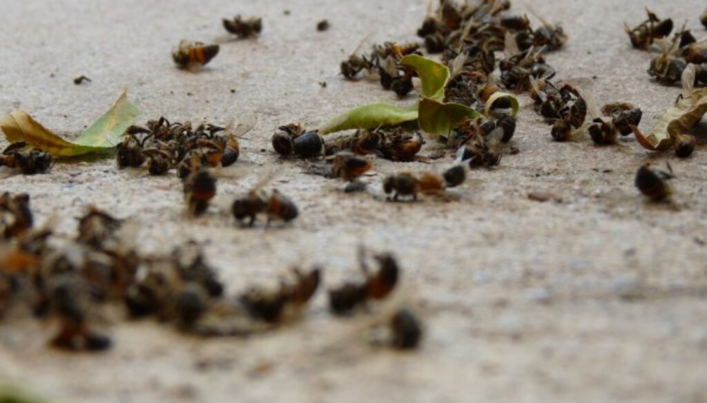 Dead-bees-beach-e1486805823145