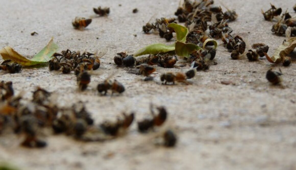 Dead-bees-beach-e1486805823145