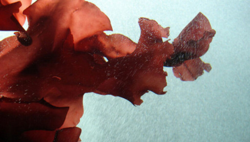 Red-seaweed-could-be-a-potential-aid-for-cancer-treatment-Study_strict_xxl