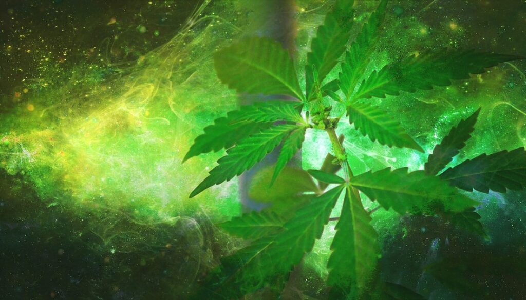 history of cannabis