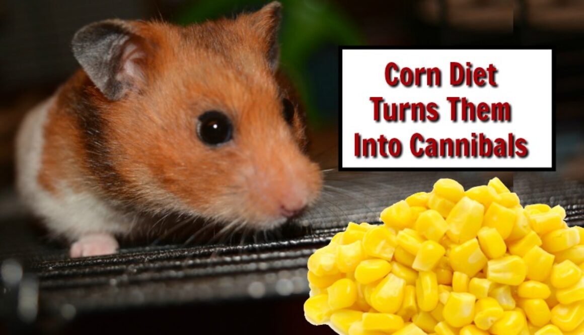 cannibal hamsters
